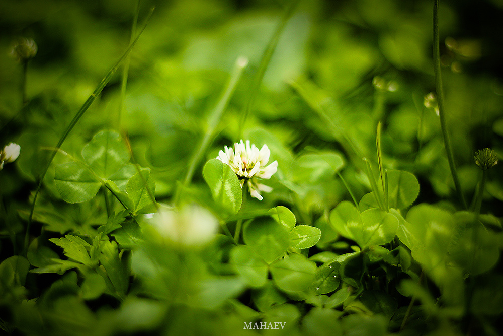 Grass Clover 