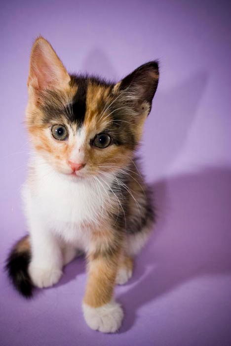 Пятнашка котенок, кот, кошка