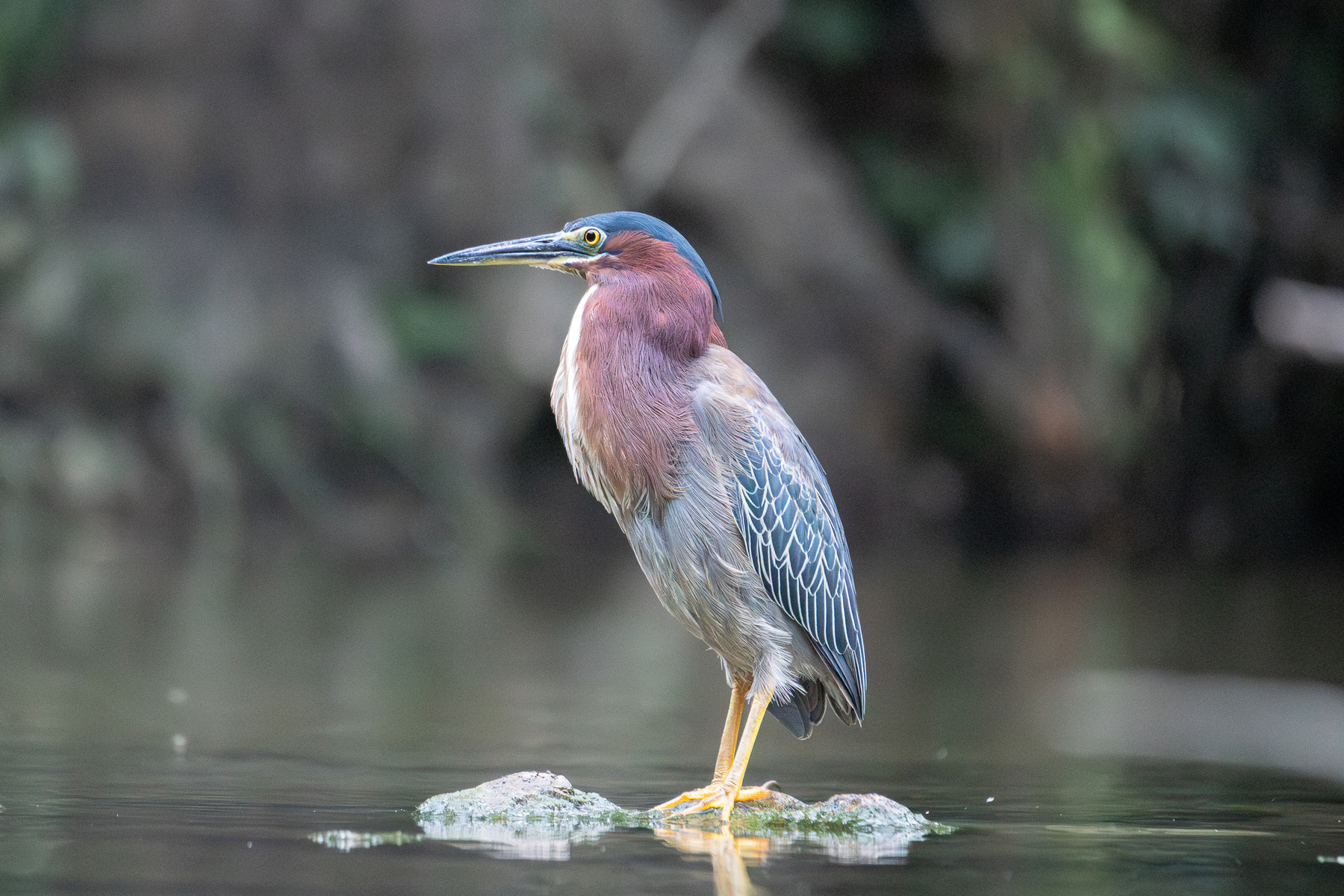 Кваква Зеленая Кваква Зеленая Butorides virescens Linnaeus C 1758 Green Heron