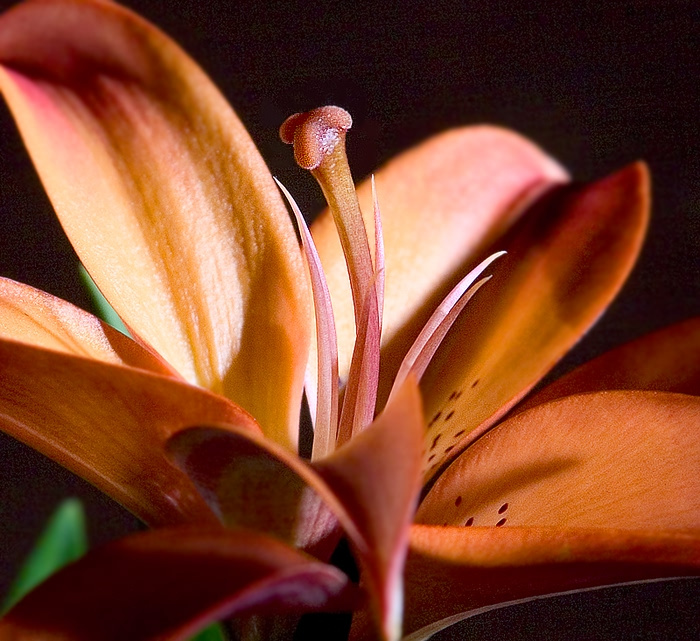 один из... цветок лилия