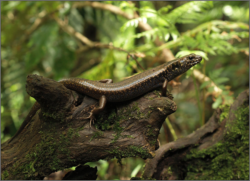 Скинк, обитатель джунглей Tryon\'s skink Eulamprus murrayi скинк Springbrook Австралия