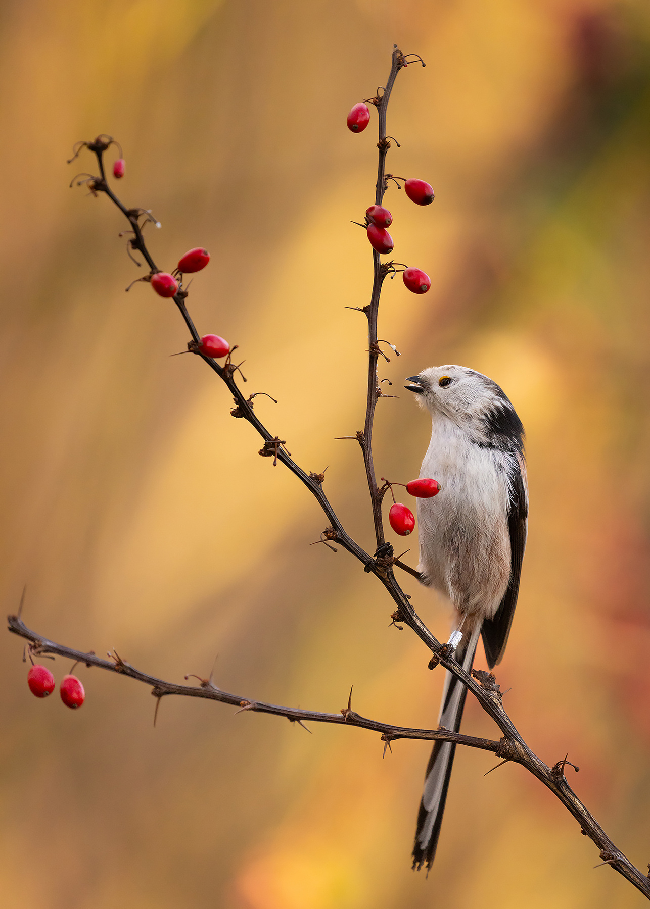 Long-tailed Ti 