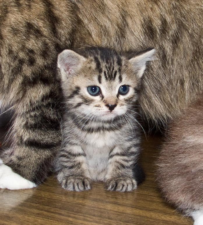 Я возле мамочки герой! коты животные домашние питомцы