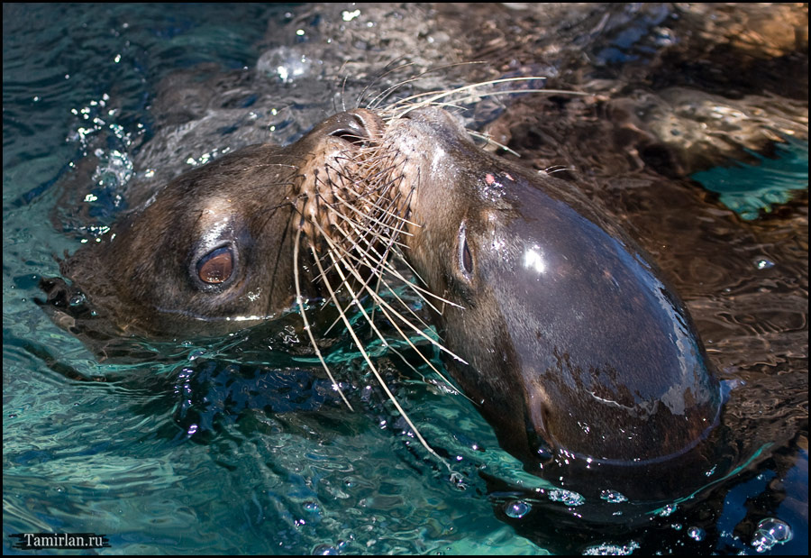 Кошачьи ласки 