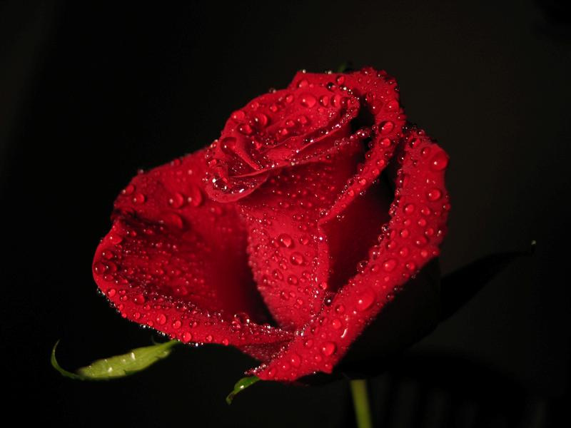 Rose 3 (Wet) Цветы Роза