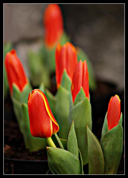 tulips tulips