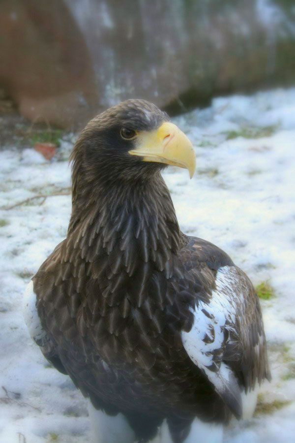 Eagle Eagle