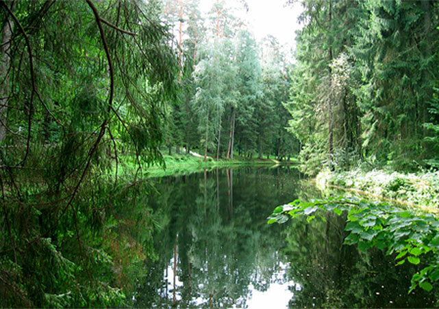 Silence must be heard forest silence russia nature