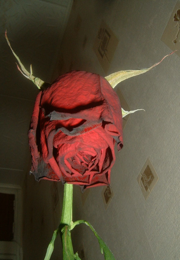 Red devil роза макро кухня
