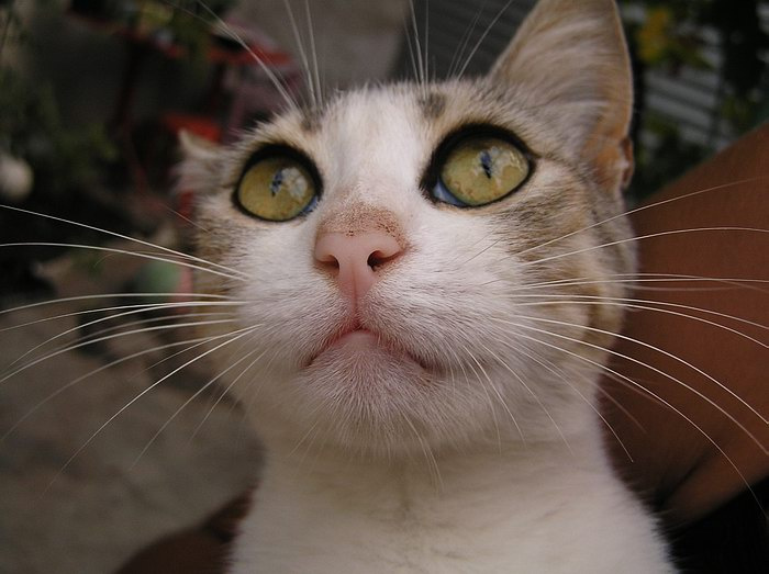 * кот