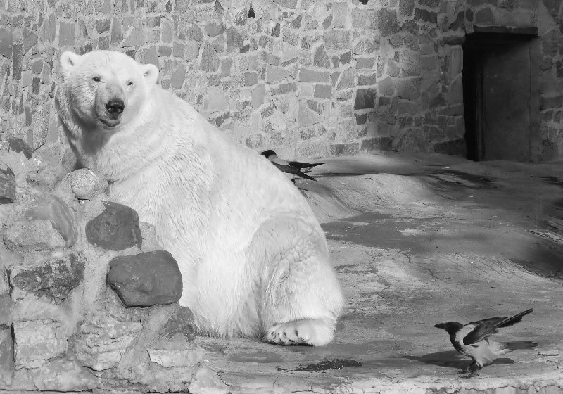 ты на кого крыльями машешь...? зоопарк белый медведь ворона