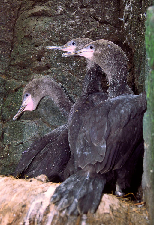 Змей Горыныч. Бакланий вариант Краснолицый баклан, Phalacrocorax urile, Red-faced Cormorant, St. Paul Island, Alaska