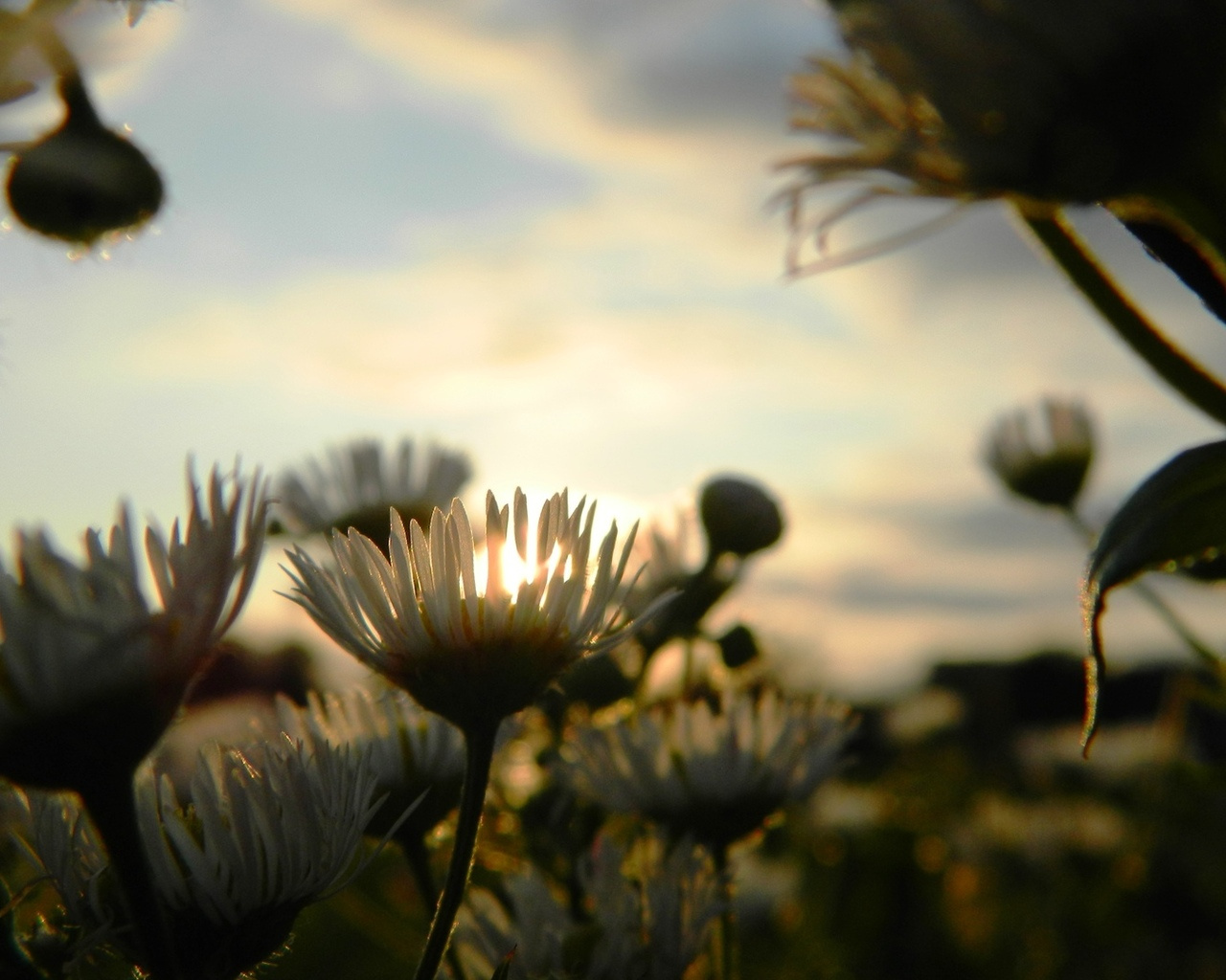 *** природа