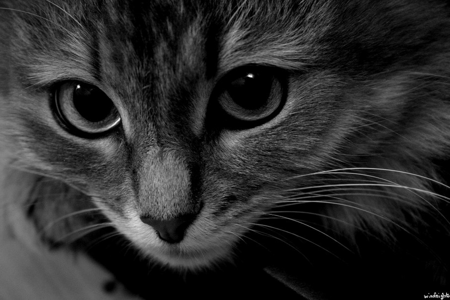 \"Please. tame me...\" (c) Fox (The Little Prince) cat