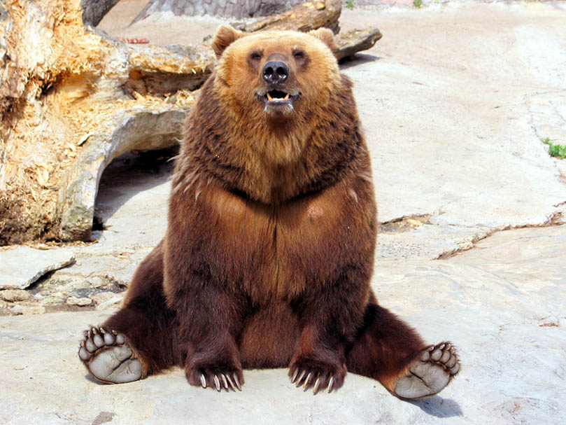Bear бурый, медведь, мишка, животные, природа