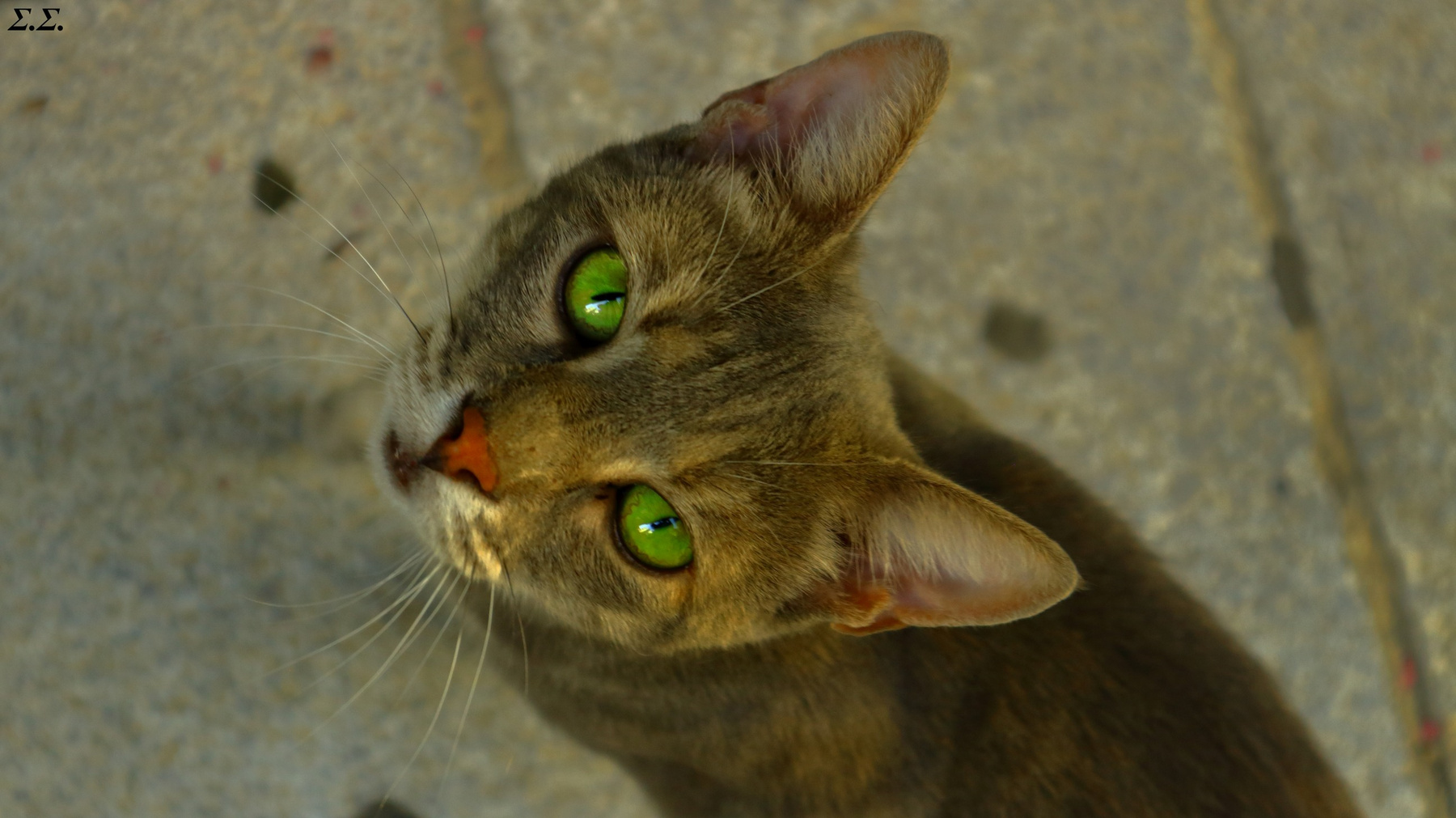 PUSSYCAT IN NEED 
