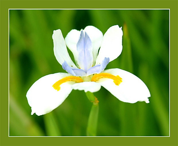 Flower Flower