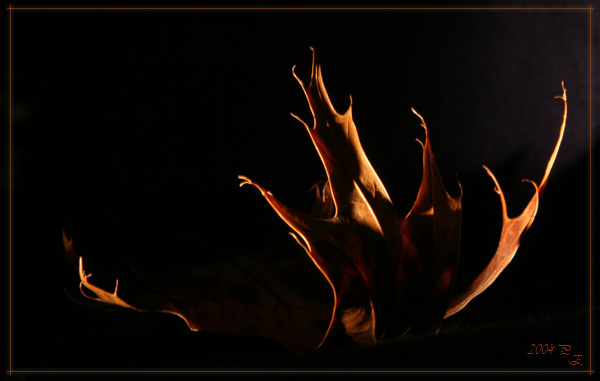 Кораблик дальнего плаванья leaf light