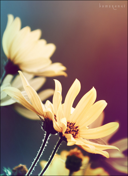 Топинамбур (Helianthus tuberosus) Топинамбур, груша