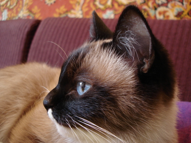 ::Matilda:: cat