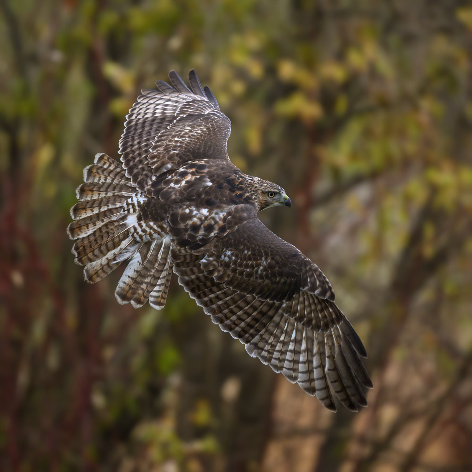Red-tailed hawk 