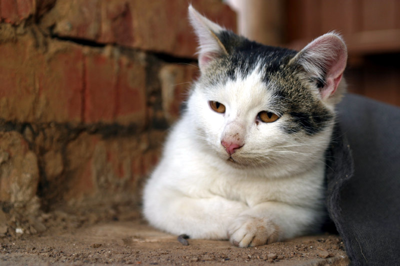 задумался... кот, лес