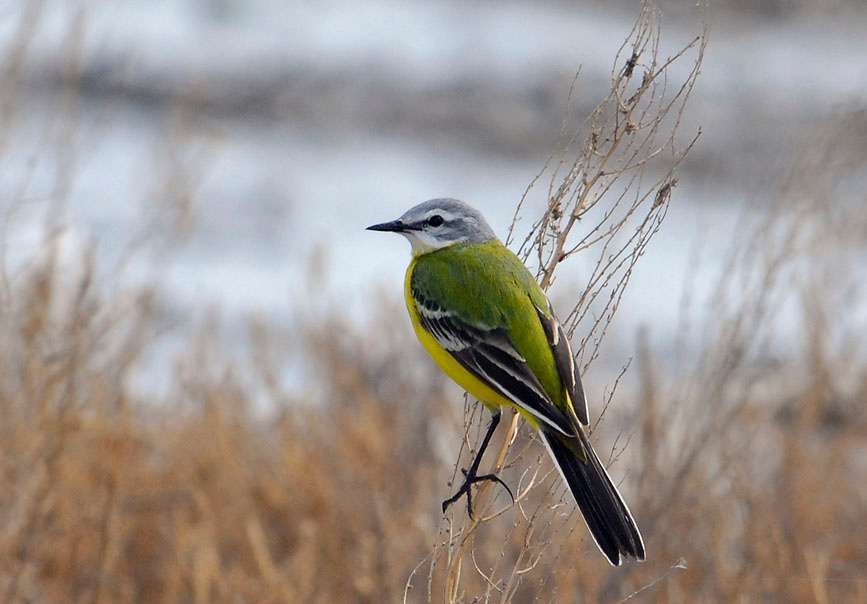 Желтая трясогузка трясогузка Motacilla flava