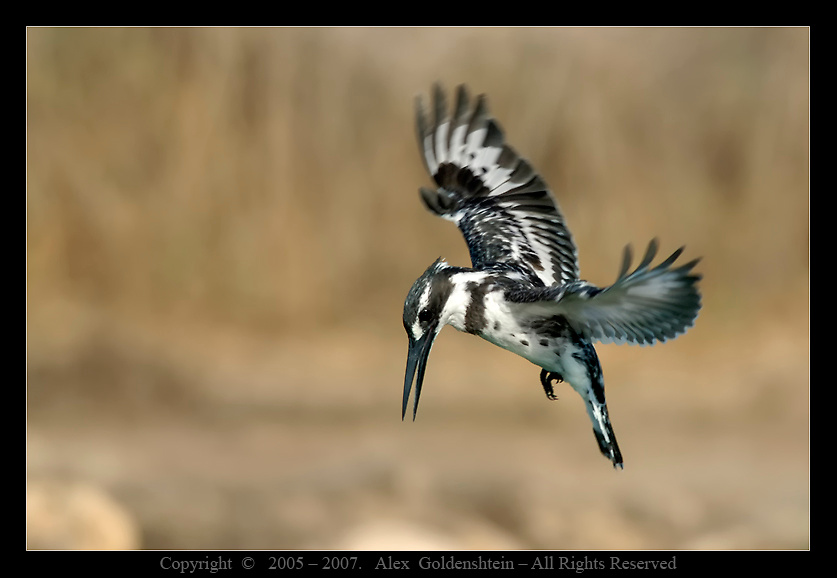 Малый пегий зимородок (Pied Kingfisher). Малый-пегий-зимородок, Ceryle-rudis Pied-Kingfisher