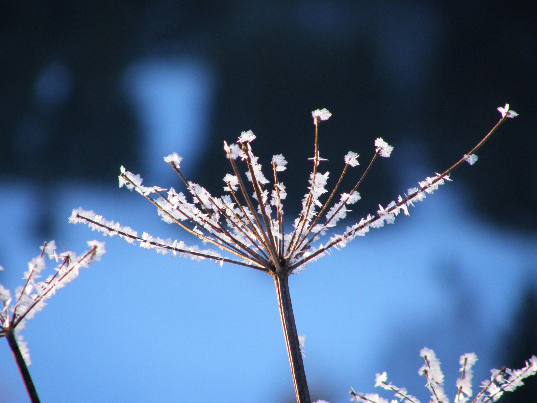 Winter Flower 