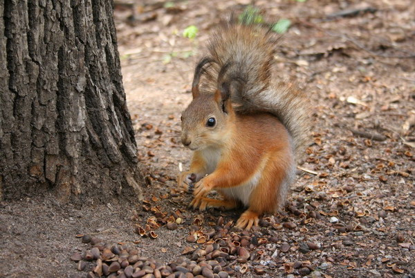 Squirrel Squirrel