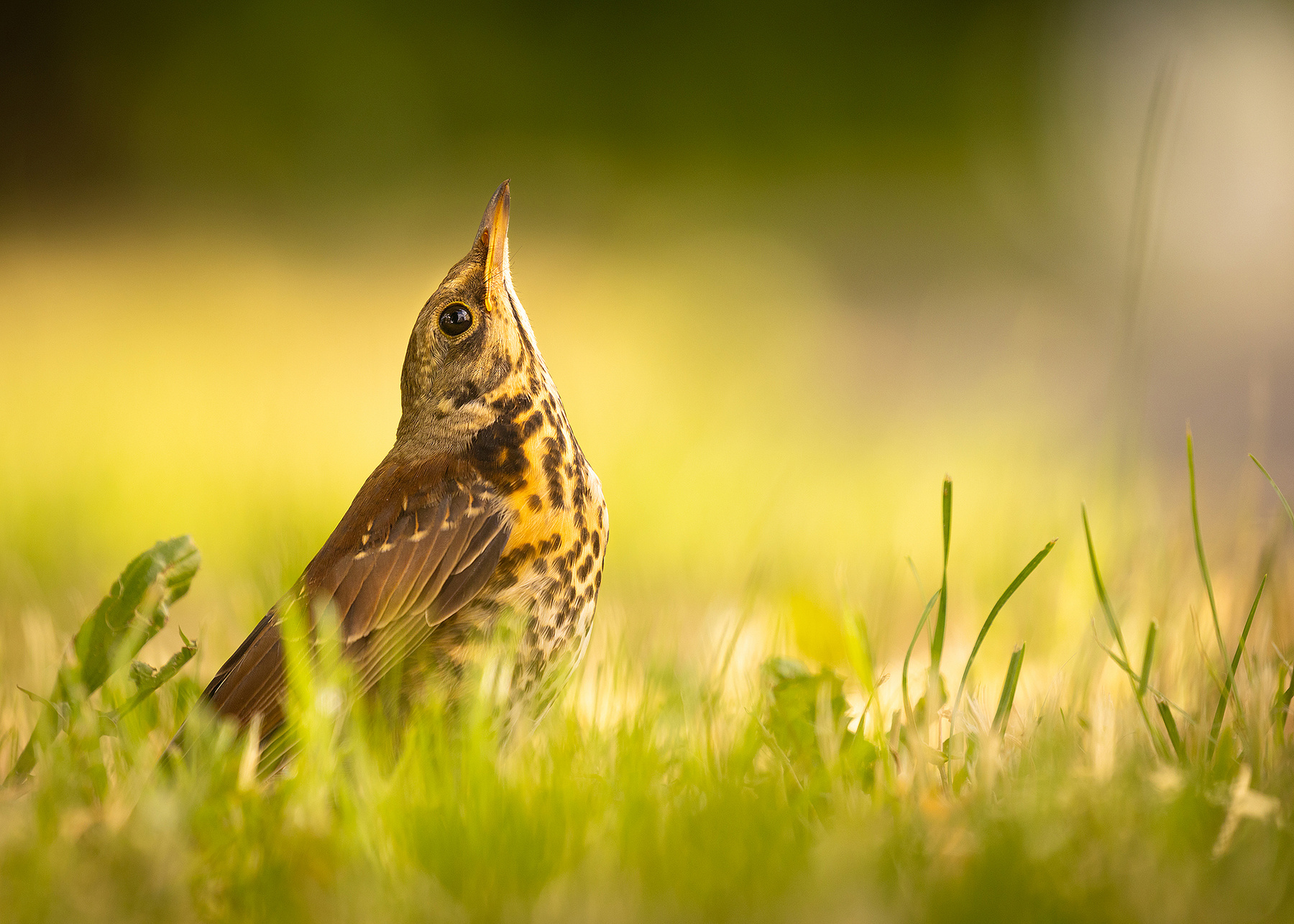 Thrush 