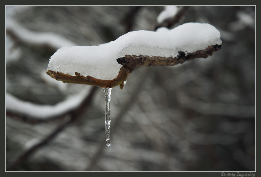 Немного тепла... природа оттепель тепло