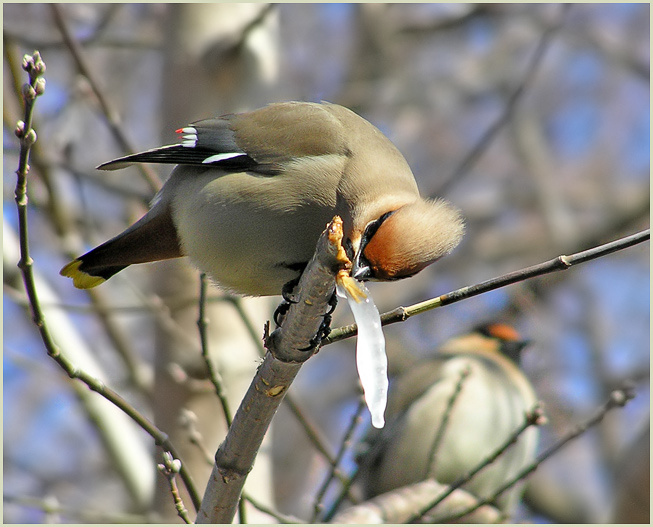 Птичье мороженое свиристель кленовый сок waxwing