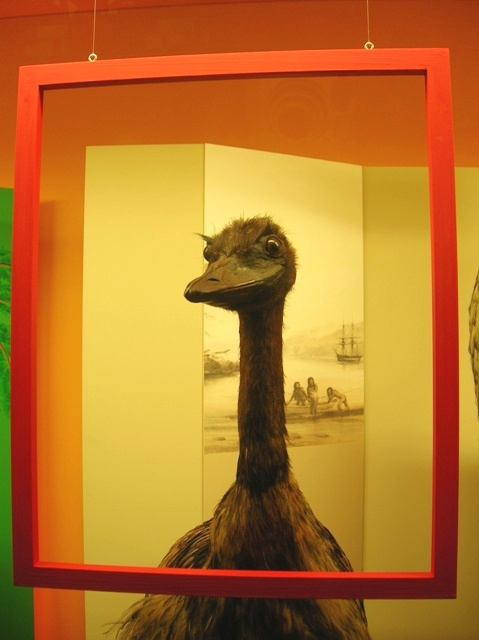 Портрет в музее Natural History музей портрет страус