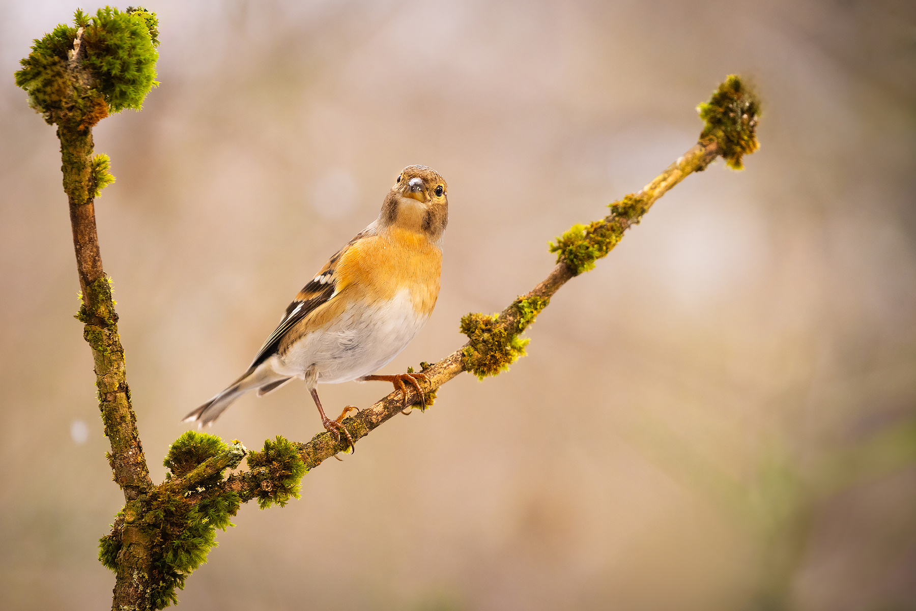 Chaffinch 