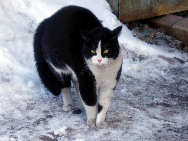 кошка Кошка.