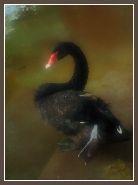 Ах, оставьте меня! монокль monocle черный лебедь Cygnus atratus