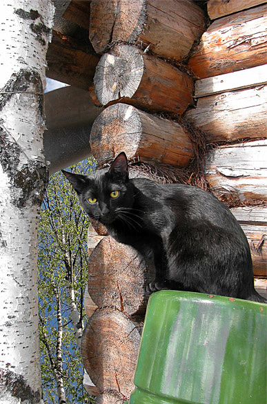 Усатый *Масяня* коты и котята друзья человека они выбирают нас
