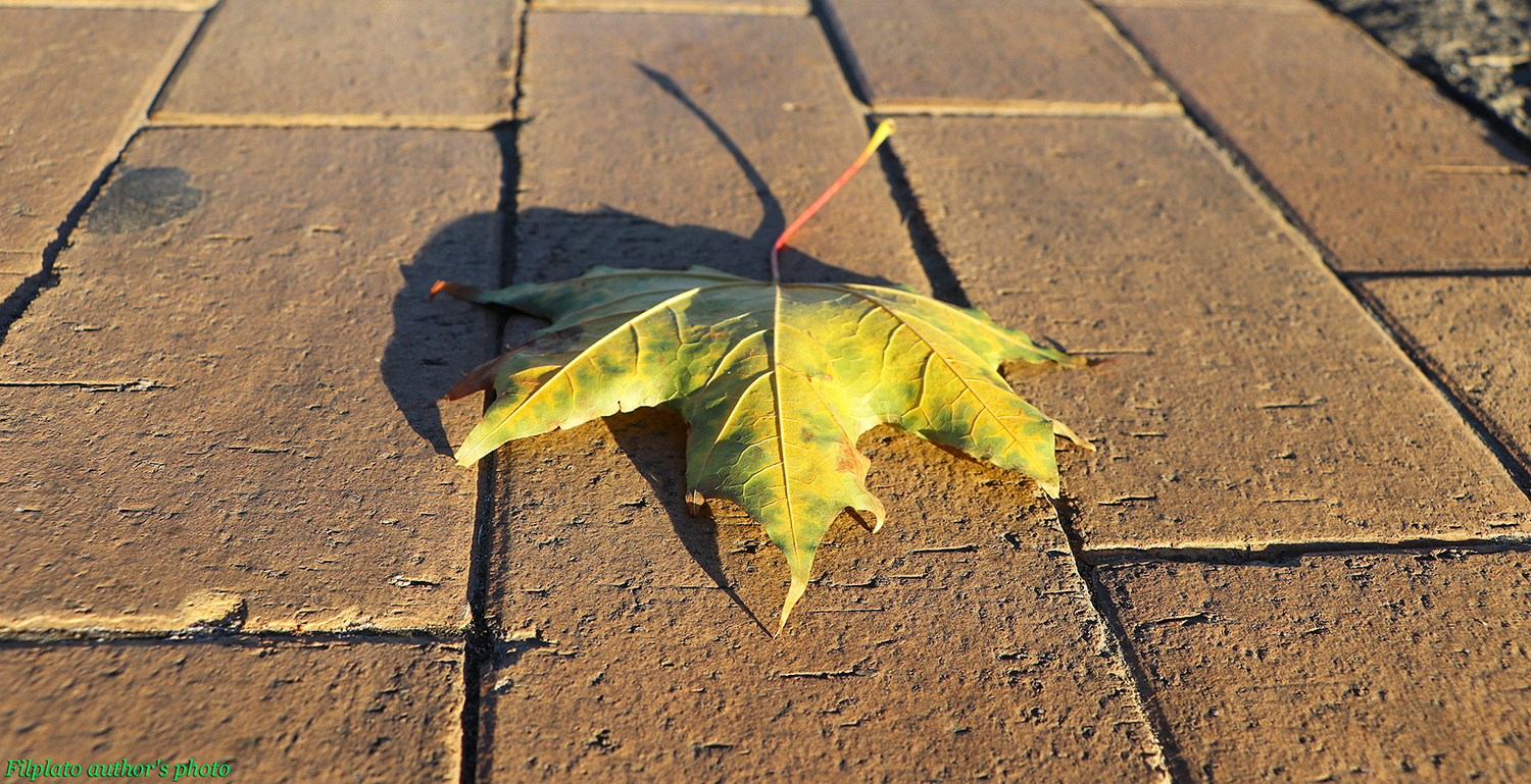 Осенняя грусть (из альбома "Берега осени. Золотое на голубом") осенний лист клена на дорожке образ осенней грусти осенняя дорожка кирпичиках