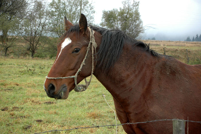 Horse 