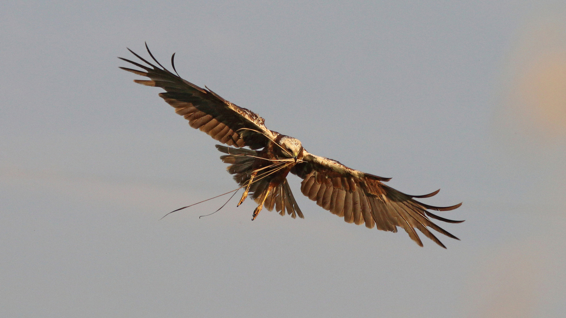 Болотный лунь Болотный лунь Circus aeruginosus Western marsh harrier