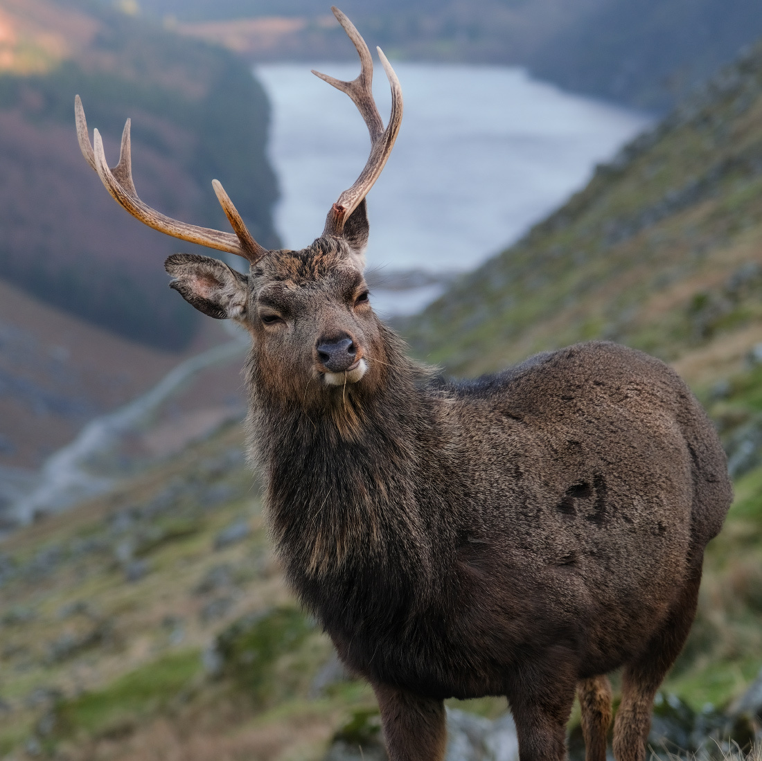 ...Glendalough landlord... ireland nature outdoors scenic animal deer wild cute funny spooky impressed mountains wicklow glendalough lake slopes hills picturesque awesome destination europe travel tourism