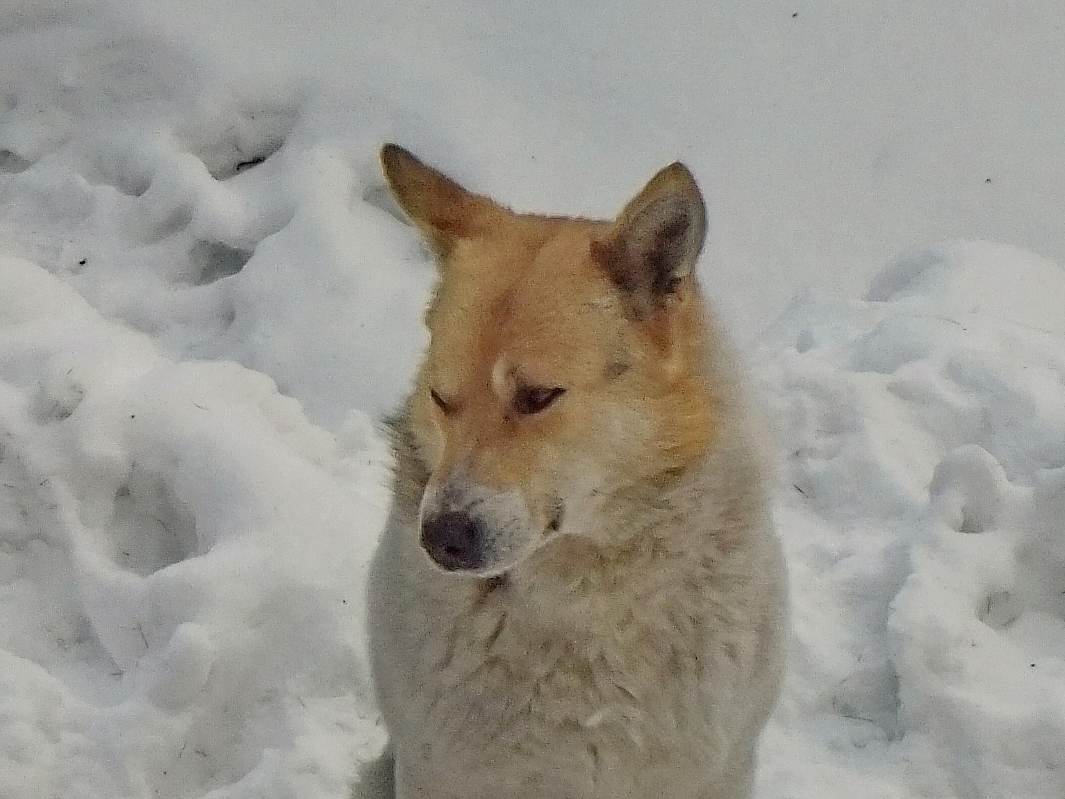 Зимняя собака 