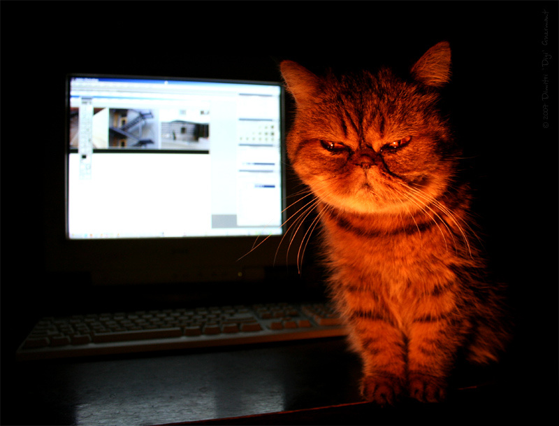 Иди спать! all night photosight