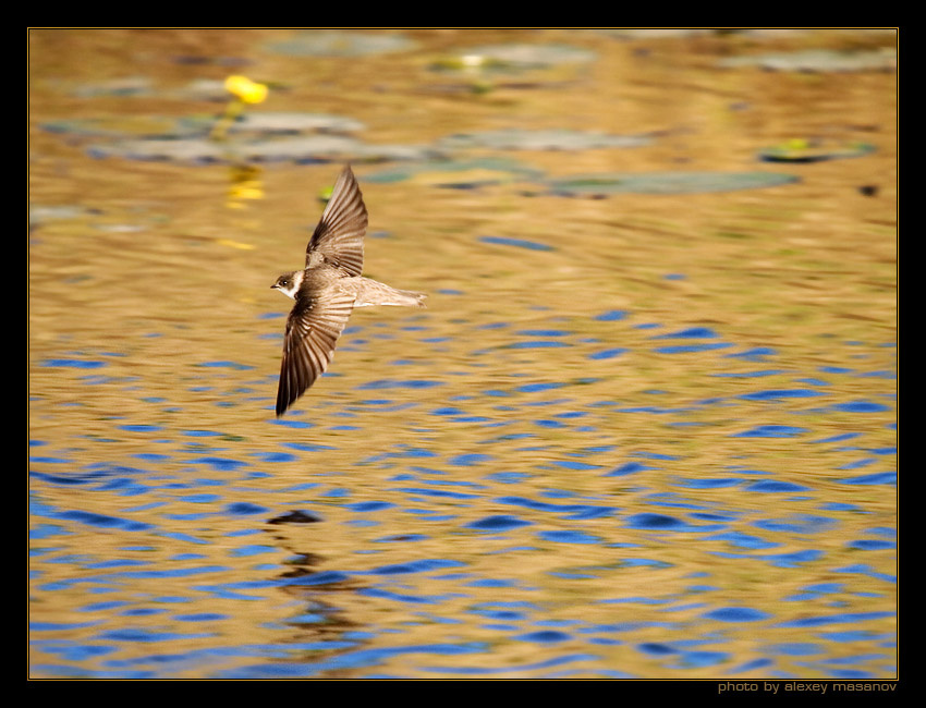 a flight over golden river ласточка береговушка вечер река вода свет