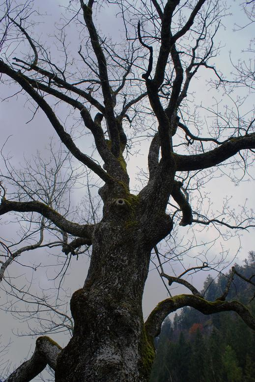 туман дерево осень туман осень