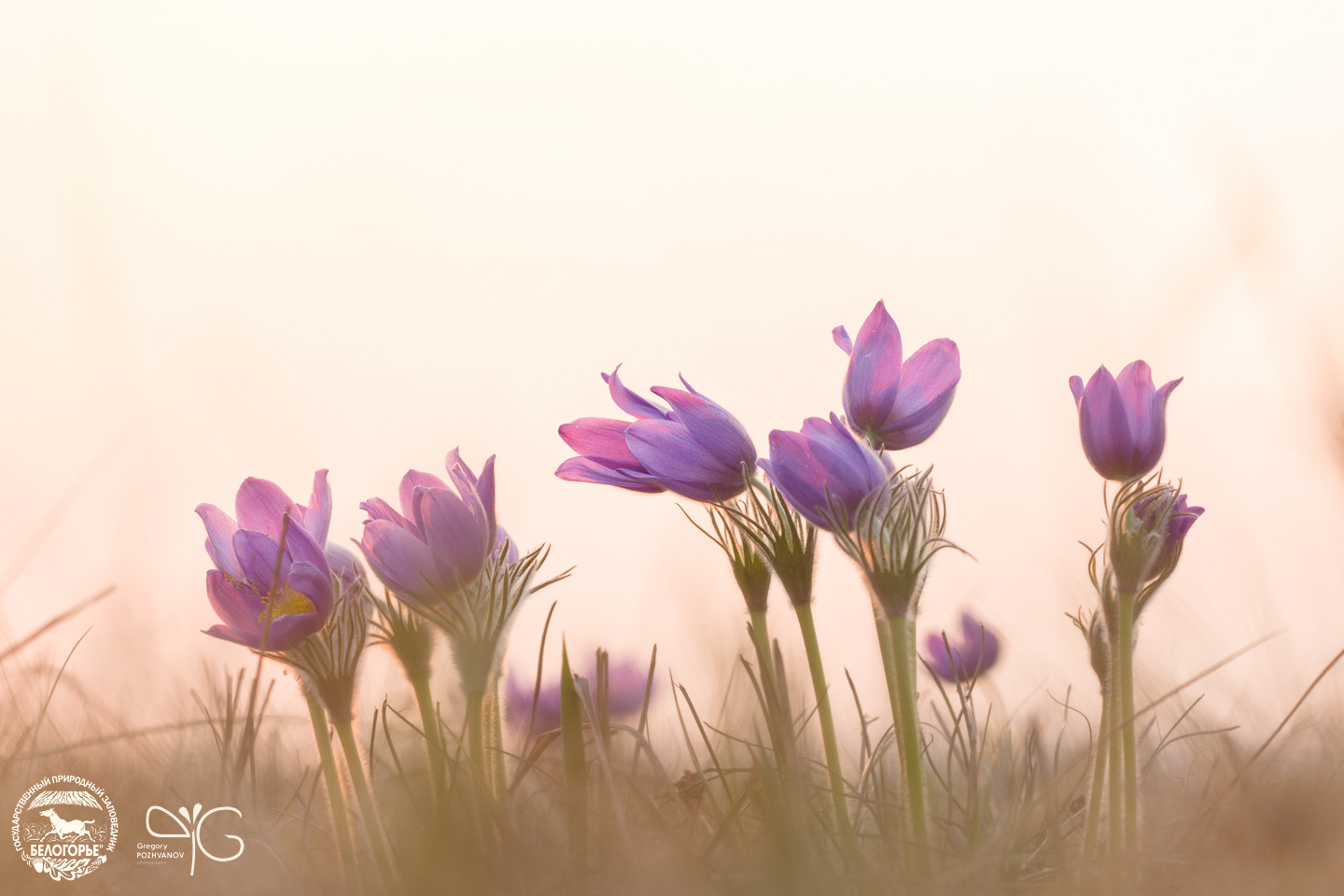 Цветущий прострел Pulsatilla patens, Belogorie, Yamskaya Steppe, Прострел поникающий, Ямская степь, Белогорье, заповедник, цветы, макро, мастер-класс