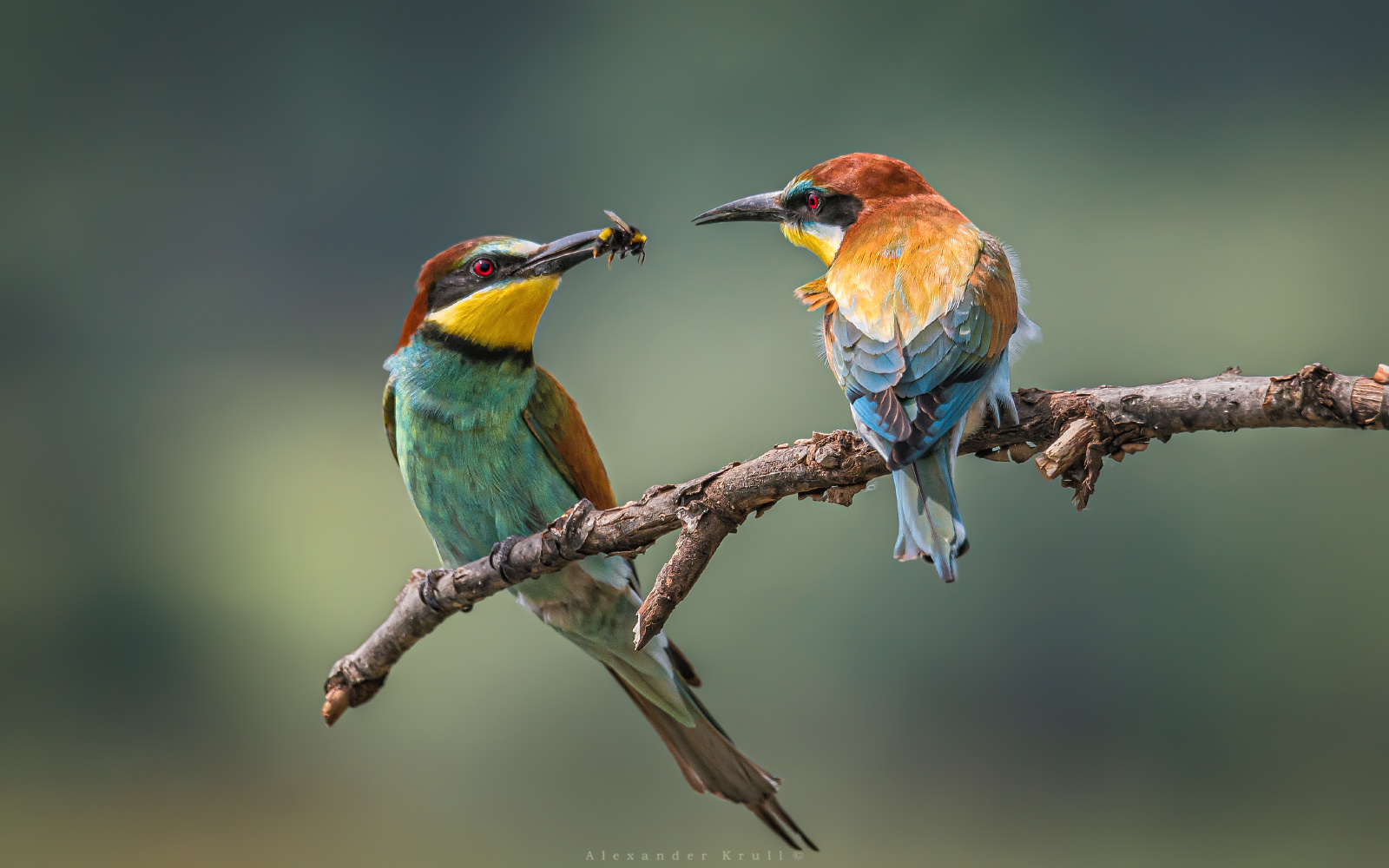 Угощение для любимой щурка золотистая merops apiaster