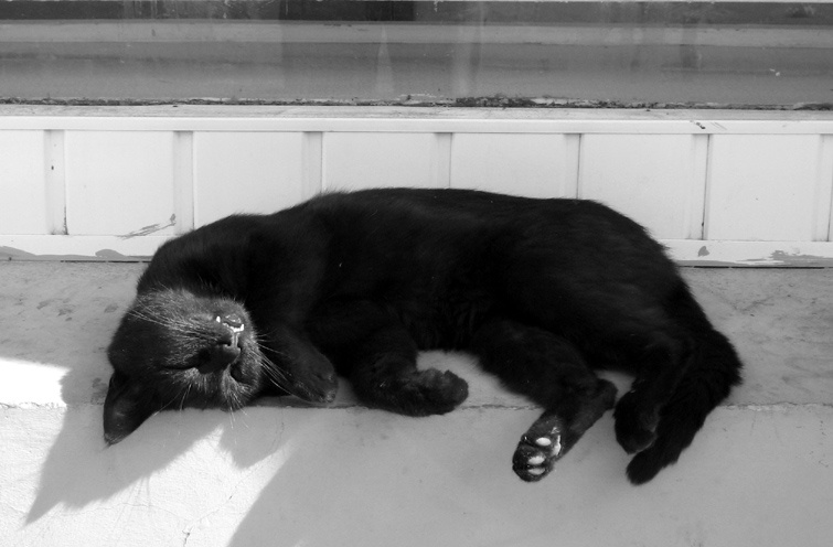Slumber b&w, cat, sleep, slumber, sun