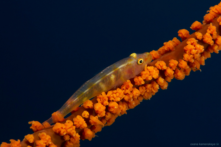 Гоби goby fish